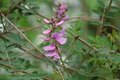 Indigofera heterantha